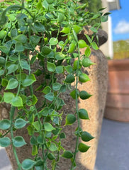 Callisia kunsthangplant 70 cm UV