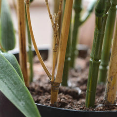 Kunst bamboe voor buiten 60 cm UV-bestendig