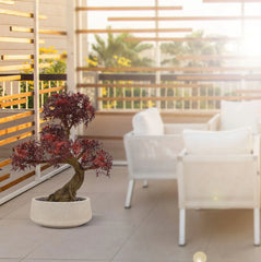 Kunst bonsai Ming Aralia voor buiten in de kleur bordeauxrood met geteste UV-garantie