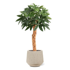 Pachira Kunstplant Deluxe 100cm