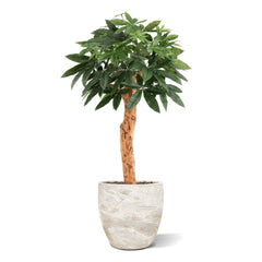 Pachira Kunstplant Deluxe 100cm