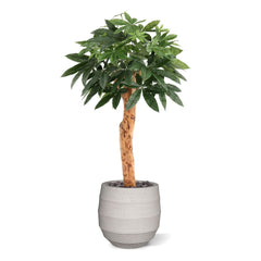 Pachira Kunstplant Deluxe 100cm