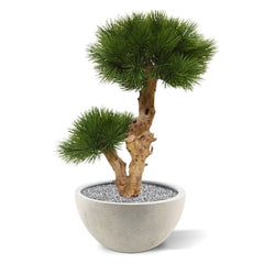 Kleine kunst Pinus Bonsai boom 55 cm UV voor buiten