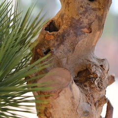 Kleine kunst Pinus Bonsai boom 55 cm UV voor buiten