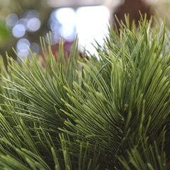 Kleine kunst Pinus Bonsai boom 55 cm UV voor buiten