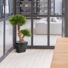 Kleine kunst Pinus Bonsai boom 55 cm UV voor buiten