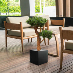 Kunstplant Podocarpus voor buiten op echte houten stam 70 cm met UV