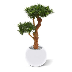 Kunstplant Podocarpus voor buiten op echte houten stam 70 cm met UV
