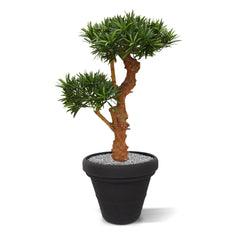 Kunstplant Podocarpus voor buiten op echte houten stam 70 cm met UV
