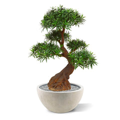 Luxe kunst Podocarpus Bonsai x5 90 cm met UV-bescherming