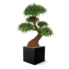 Luxe kunst Podocarpus Bonsai x5 90 cm met UV-bescherming