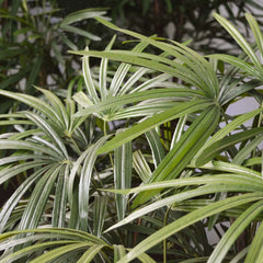 Raphis kunstpalm XL deluxe 130cm