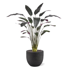 Red Calathea Luthea Kunstplant 140cm