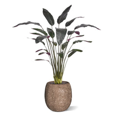 Red Calathea Luthea Kunstplant 140cm