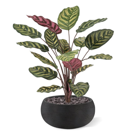 Red Calathea Makoyana FR Kunstplant 60cm
