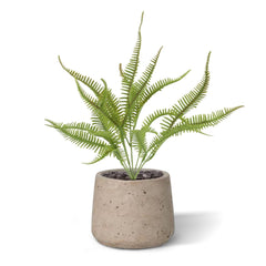 Sticherus Lobatus Kunst Varen 35cm