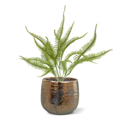 Sticherus Lobatus Kunst Varen 35cm