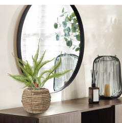 Sticherus Lobatus Kunst Varen 35cm