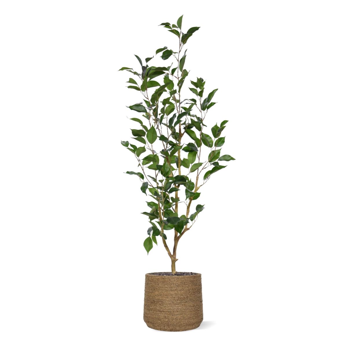 Ficus Exotica Kunstplant NT 100cm