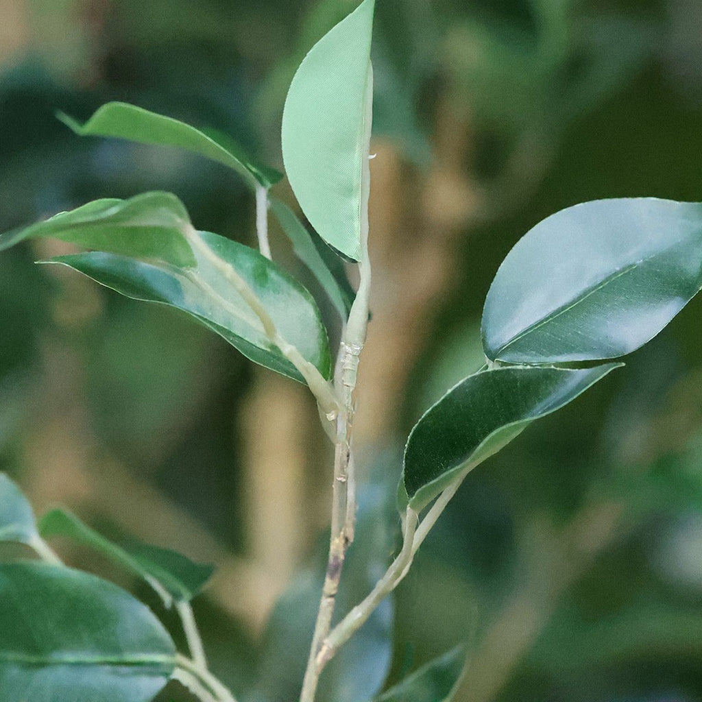 Ficus Exotica Kunstplant NT 100cm