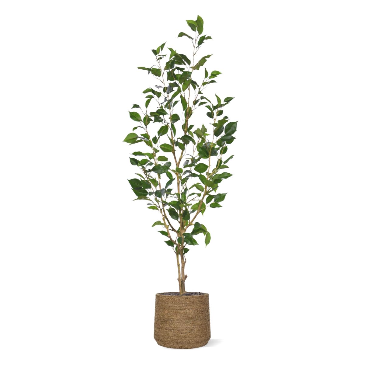 Ficus Exotica Kunstplant NT 120cm