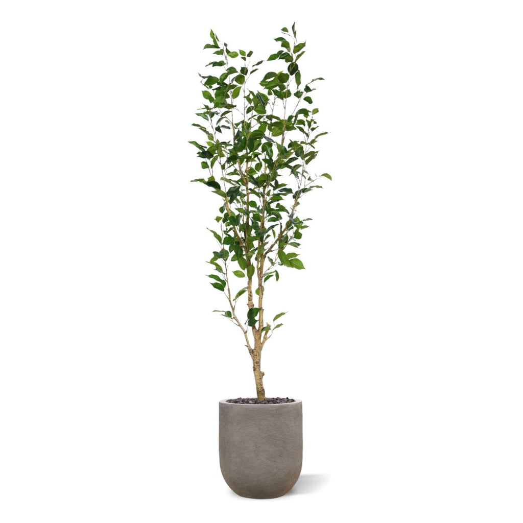 Ficus Exotica Kunstplant NT 150cm