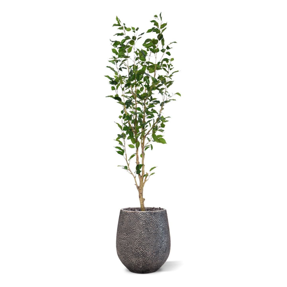 Ficus Exotica Kunstplant NT 150cm