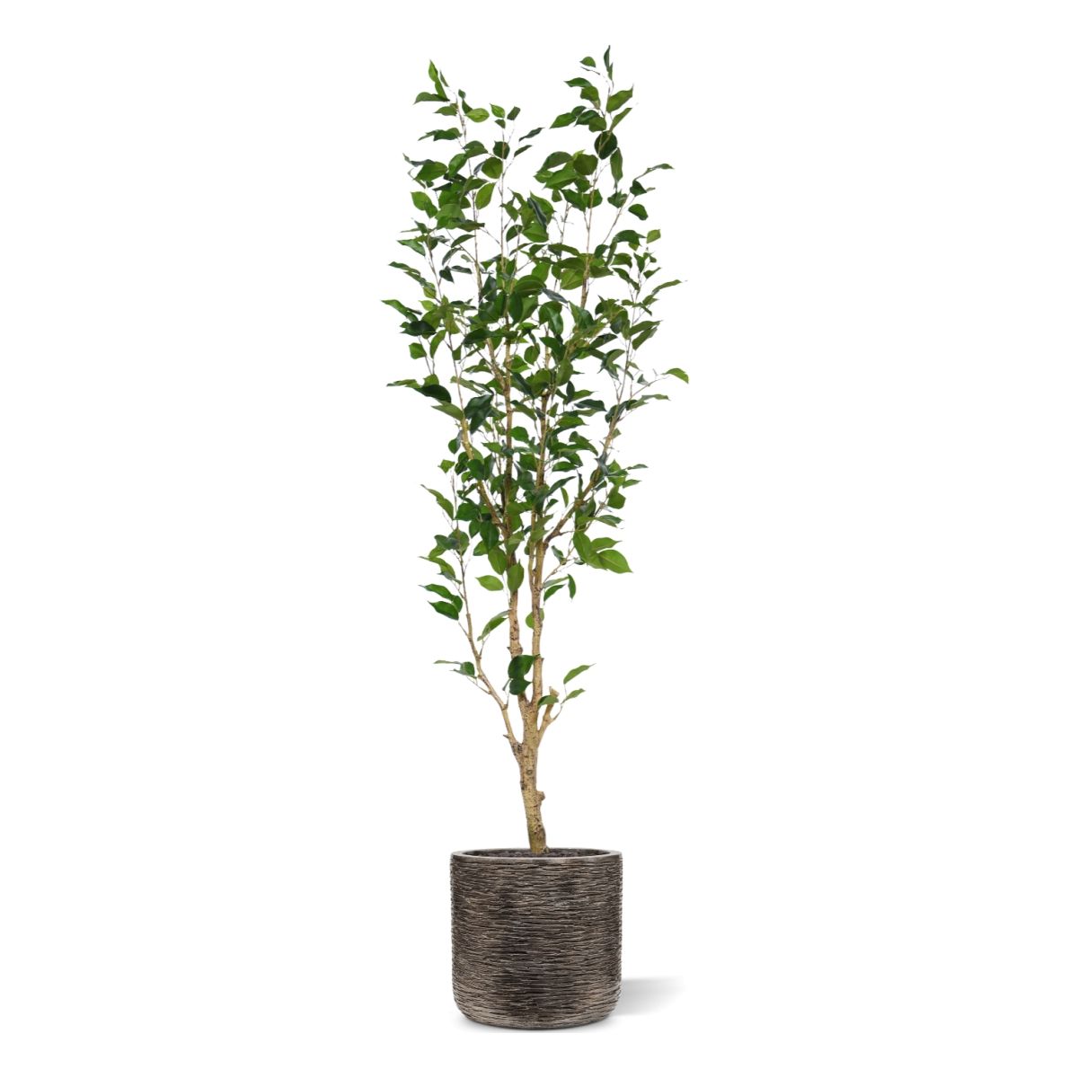Ficus Exotica Kunstplant NT 150cm