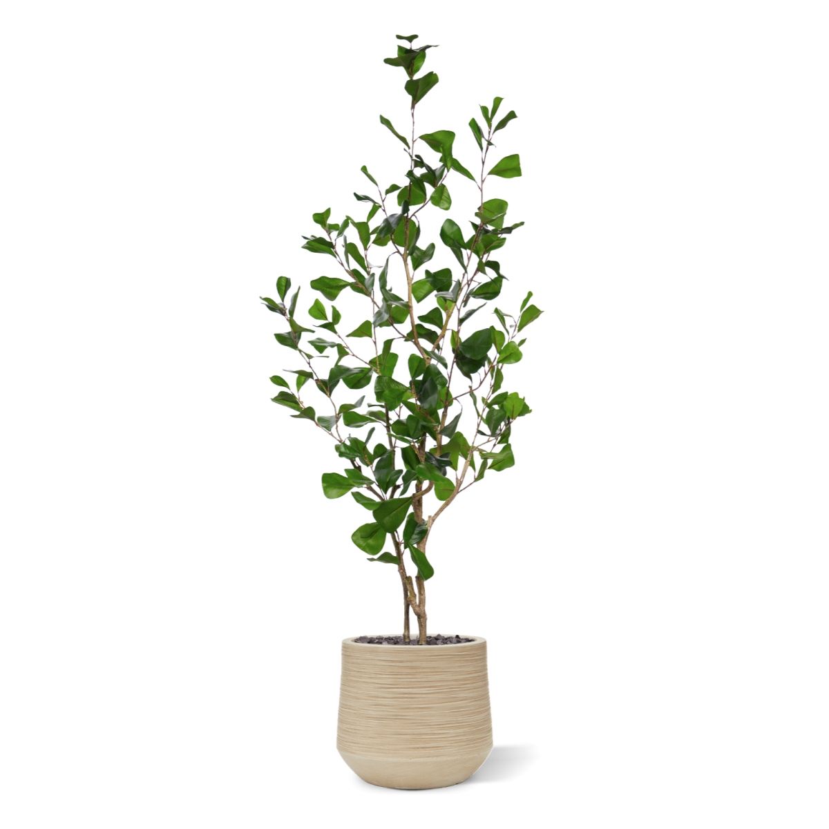 Ficus Triangularis Kunstplant 120cm