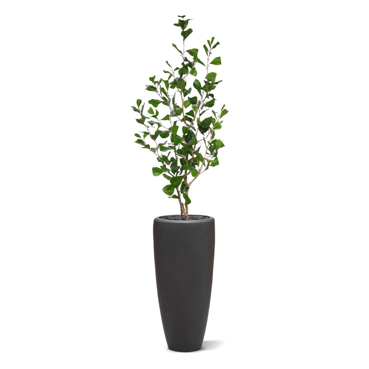 Ficus Triangularis Kunstplant 120cm
