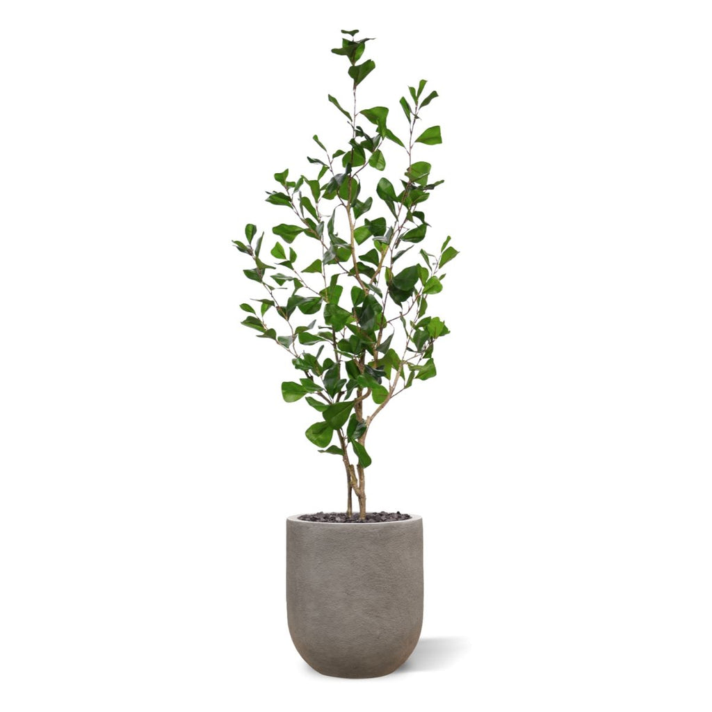 Ficus Triangularis Kunstplant 120cm