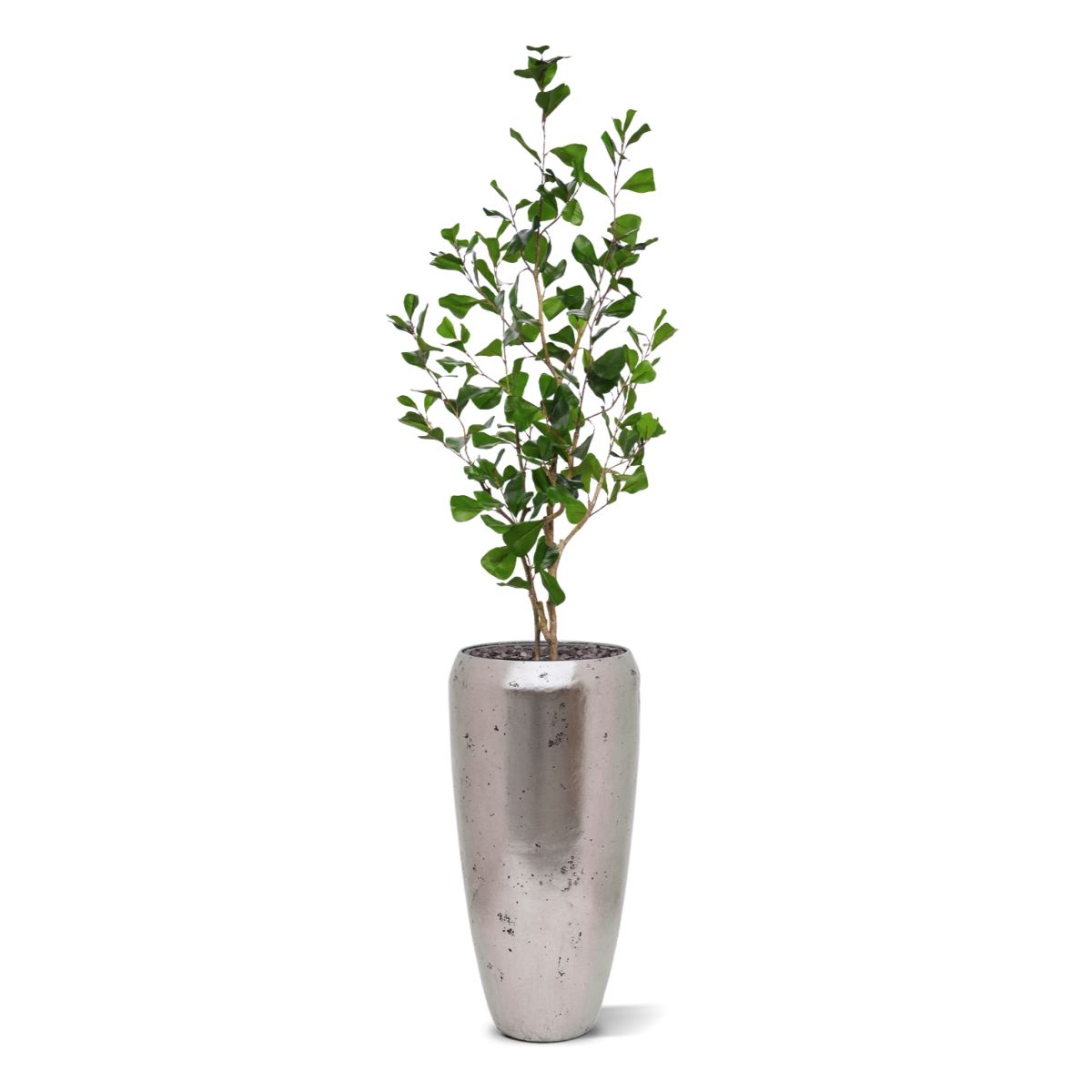 Ficus Triangularis Kunstplant 120cm