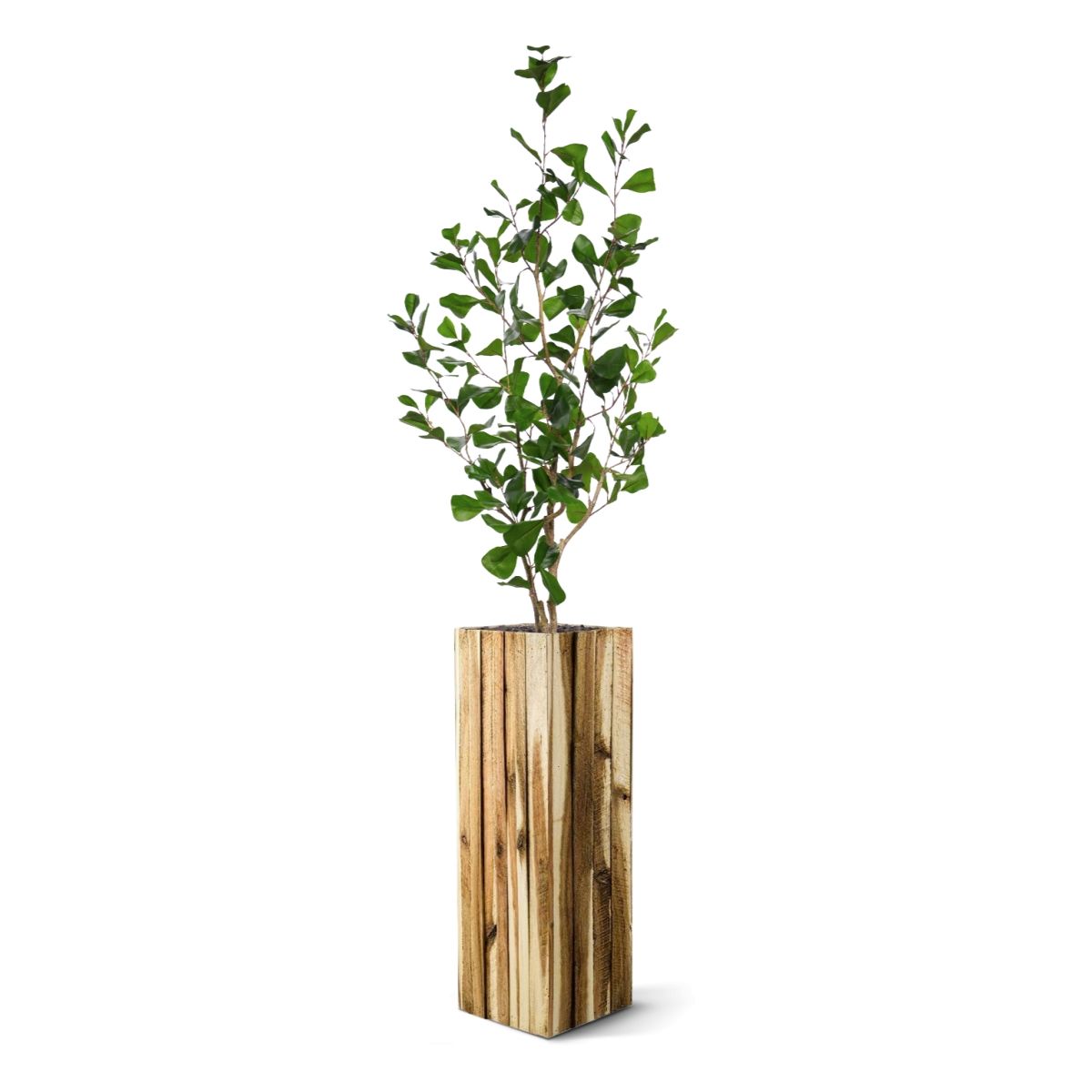 Ficus Triangularis Kunstplant 120cm