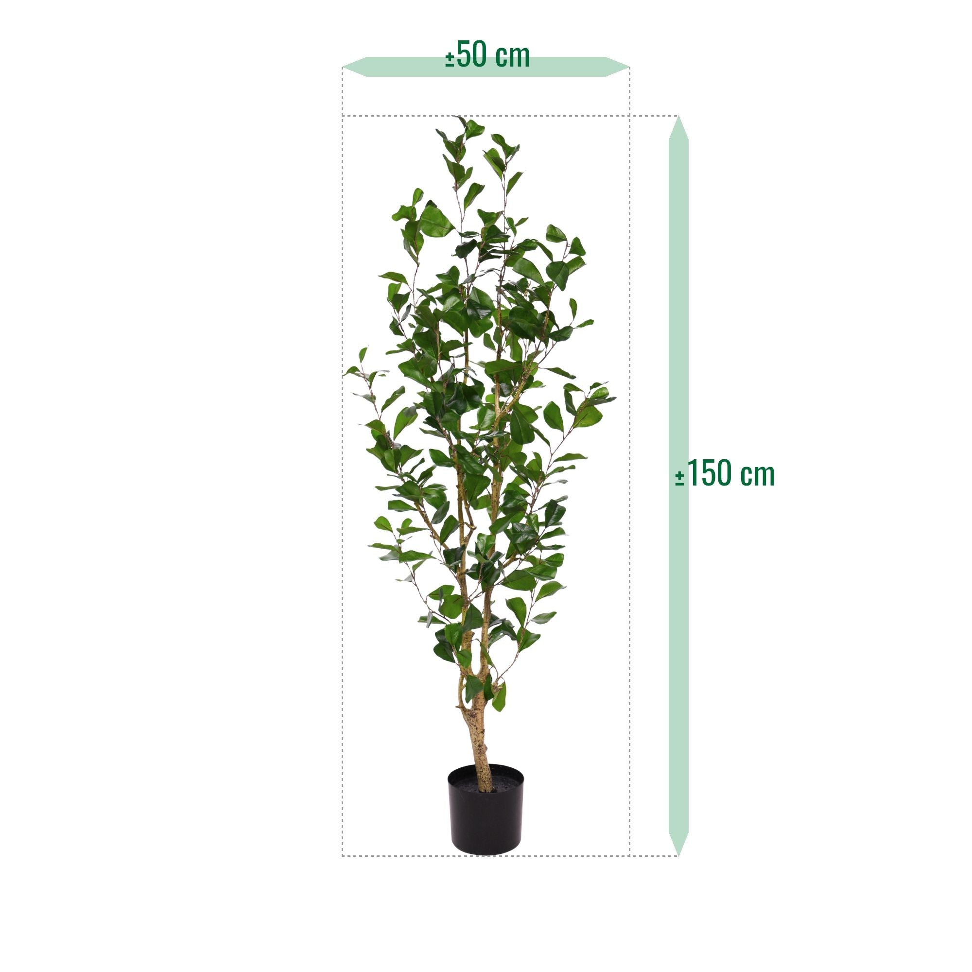 Ficus Triangularis Kunstplant 150cm