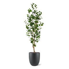 Ficus Triangularis Kunstplant 150cm