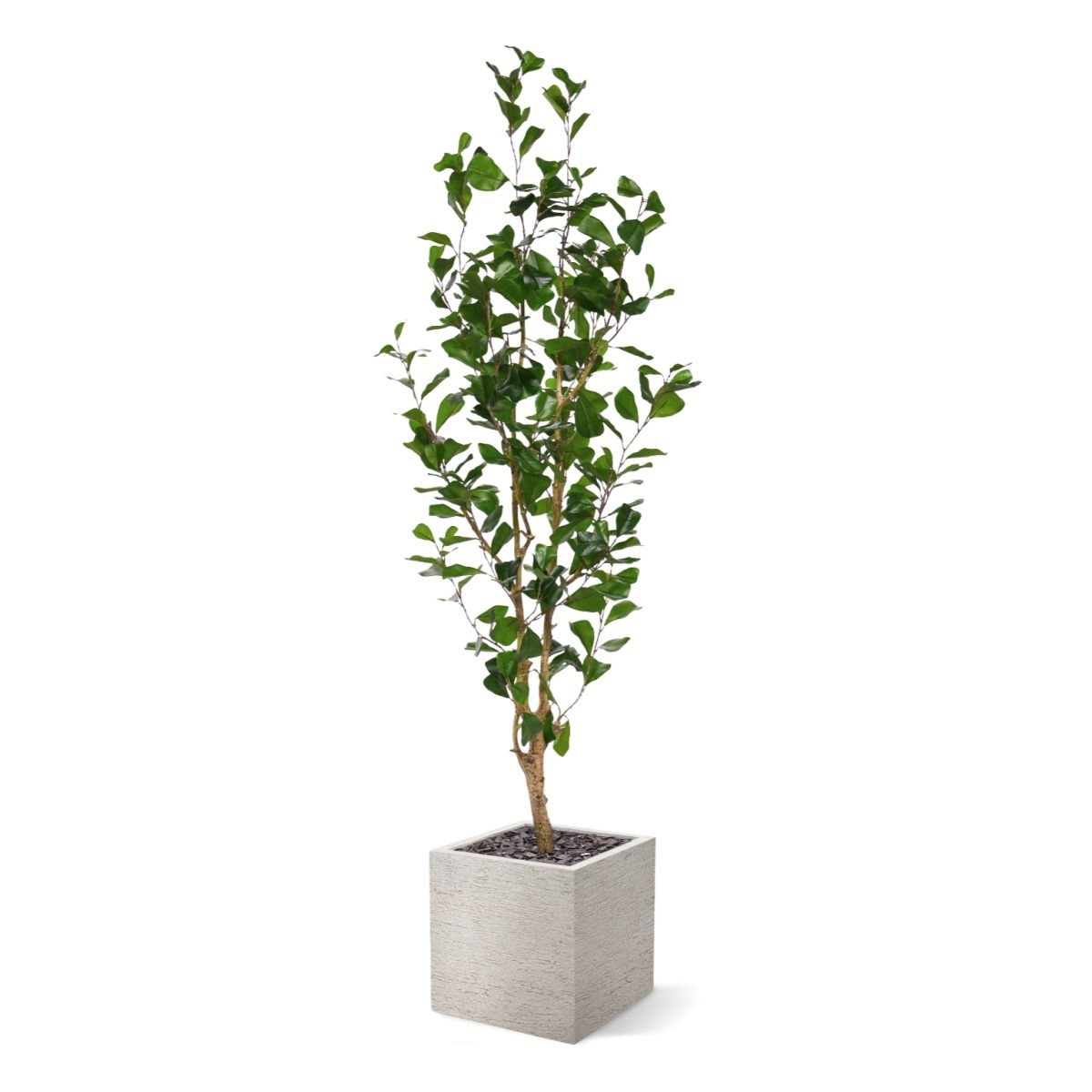 Ficus Triangularis Kunstplant 150cm