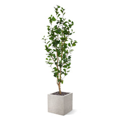 Ficus Triangularis Kunstplant 150cm