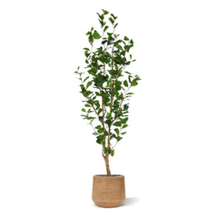 Ficus Triangularis Kunstplant 150cm