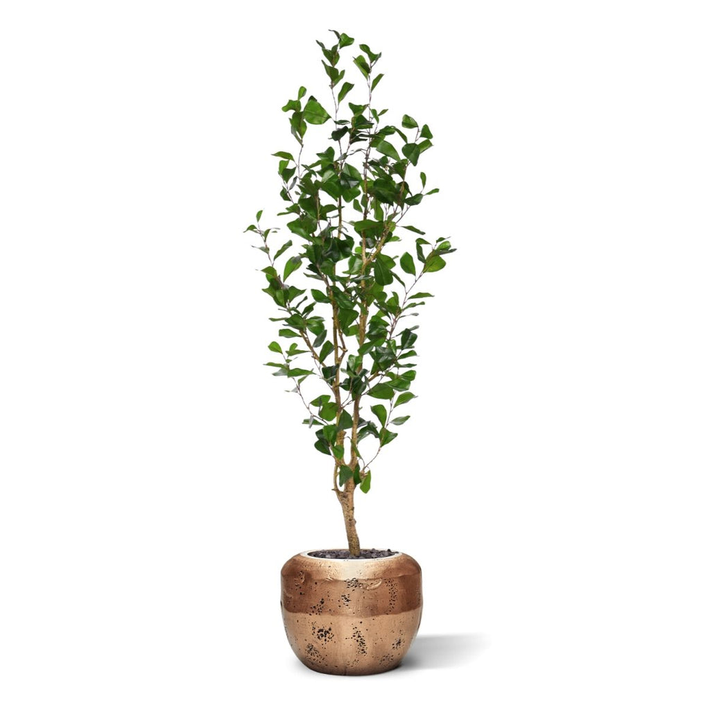 Ficus Triangularis Kunstplant 150cm