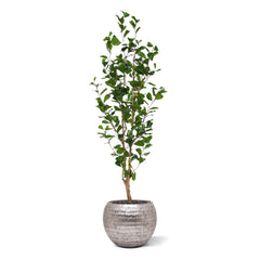 Ficus Triangularis Kunstplant 150cm