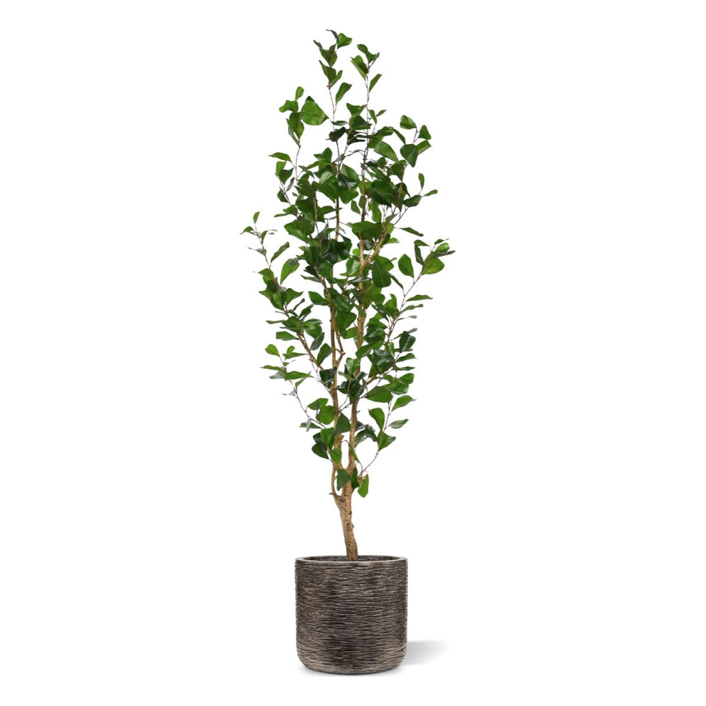 Ficus Triangularis Kunstplant 150cm