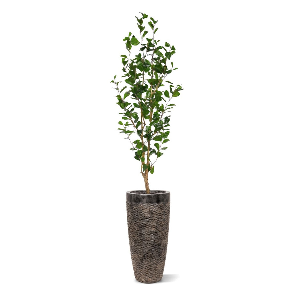 Ficus Triangularis Kunstplant 150cm