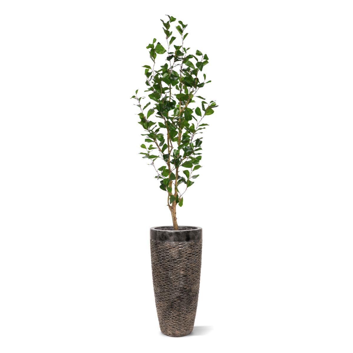 Ficus Triangularis Kunstplant 150cm