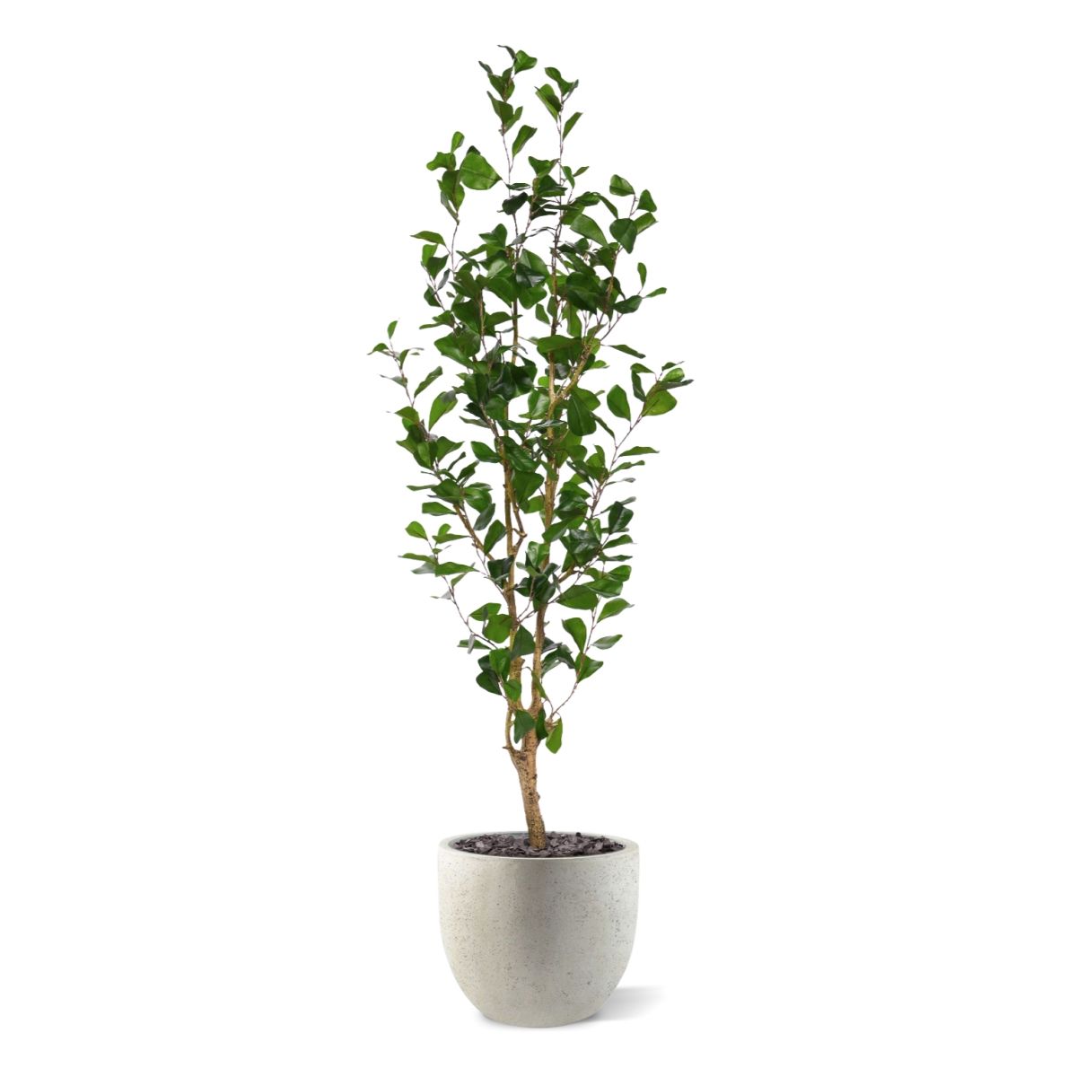 Ficus Triangularis Kunstplant 150cm