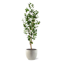 Ficus Triangularis Kunstplant 150cm