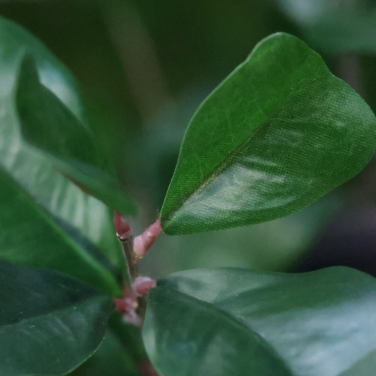 Ficus Triangularis Kunstplant 150cm