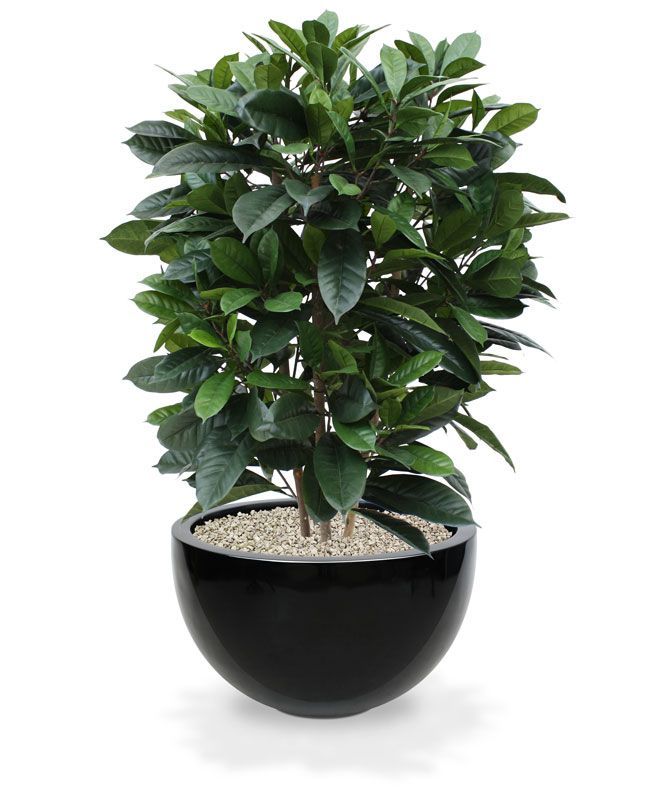 Ficus Cyathistipula deluxe kunstplant 120cm