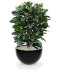 Ficus Cyathistipula deluxe kunstplant 120cm