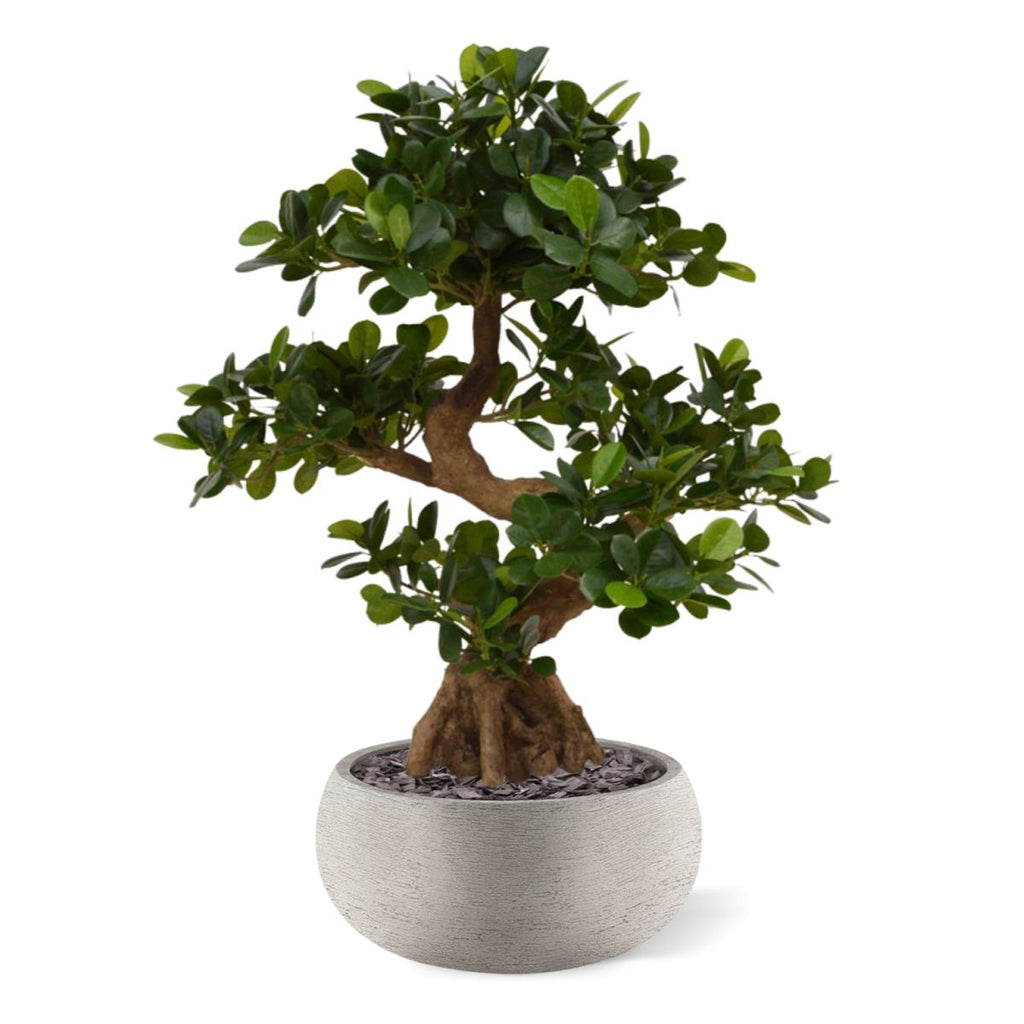 Panda Bonsai kunstboom op voet 70cm