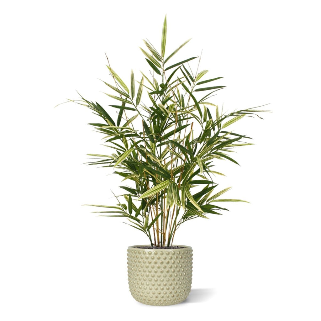 Royal Bamboe kunstplant 70cm - bont
